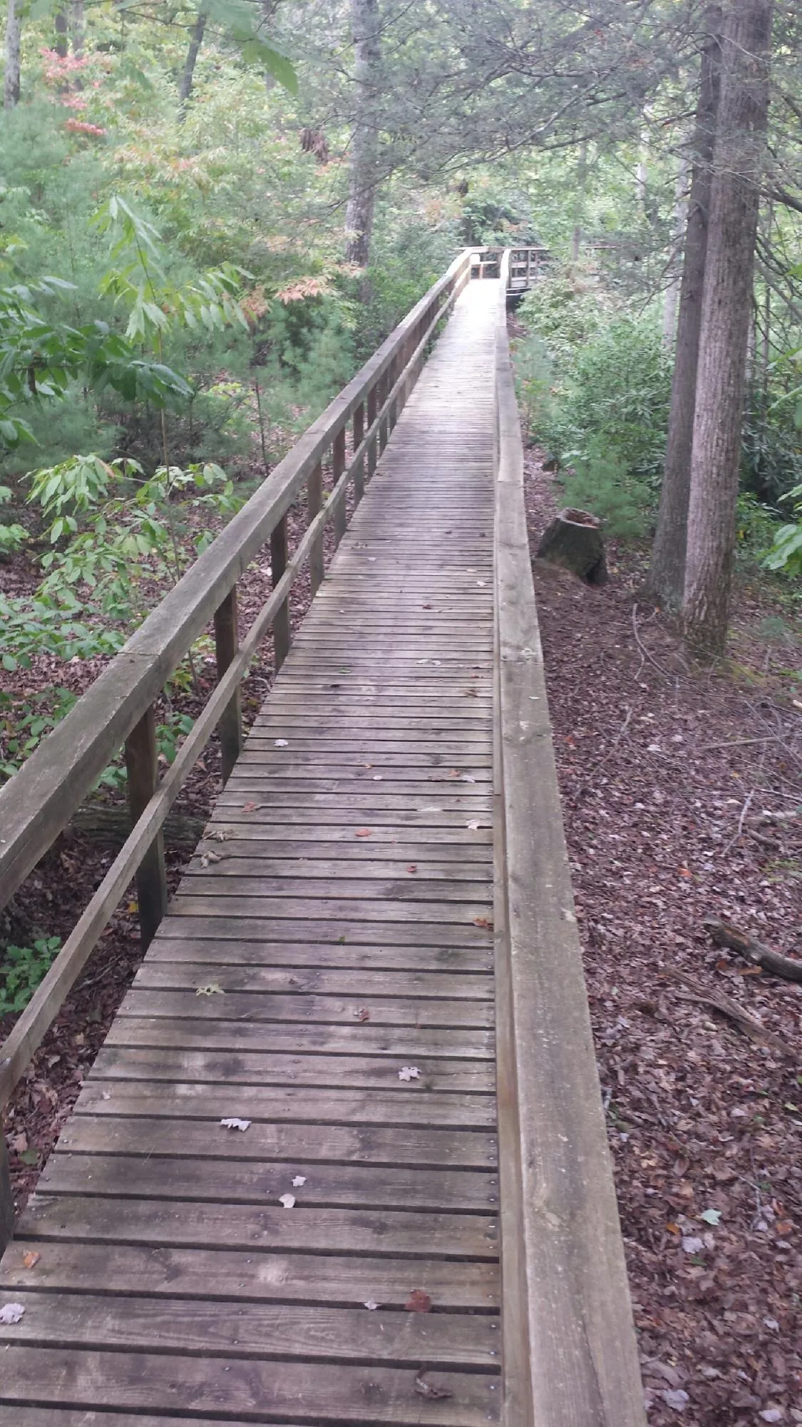Long wood walkway with handrails built through the woods in West Nottingham
